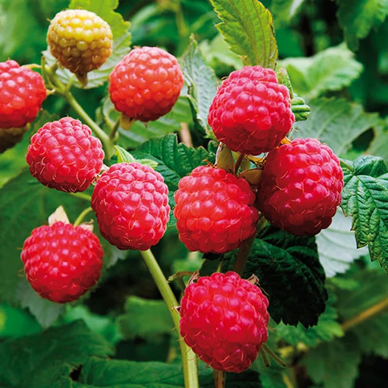 Red Raspberry Plant Live for Planting, Potted 18-26 Inch Tall, Raspberry Bushes Live Plant, Medium Raspberry Fruit Trees