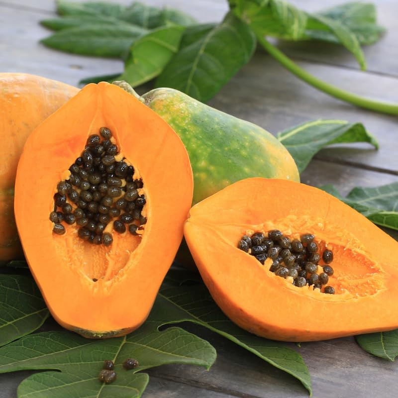 Papaya Tree Live Plant 5 to 10 Inc Tall in 4" Pot, Starter Plant Well-Rooted Fresh Fruit Plant Tropical Zones 9-11, No CA