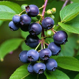 2 Black Huckleberry Bushes Live Plants, Well Rooted Huckleberries Fruits, 4'' Pot, Indoor Outdoor Growing