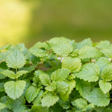 Lemon Balm Plant, Fragrant Herb, 5-8 Inches Tall, Ready for Planting
