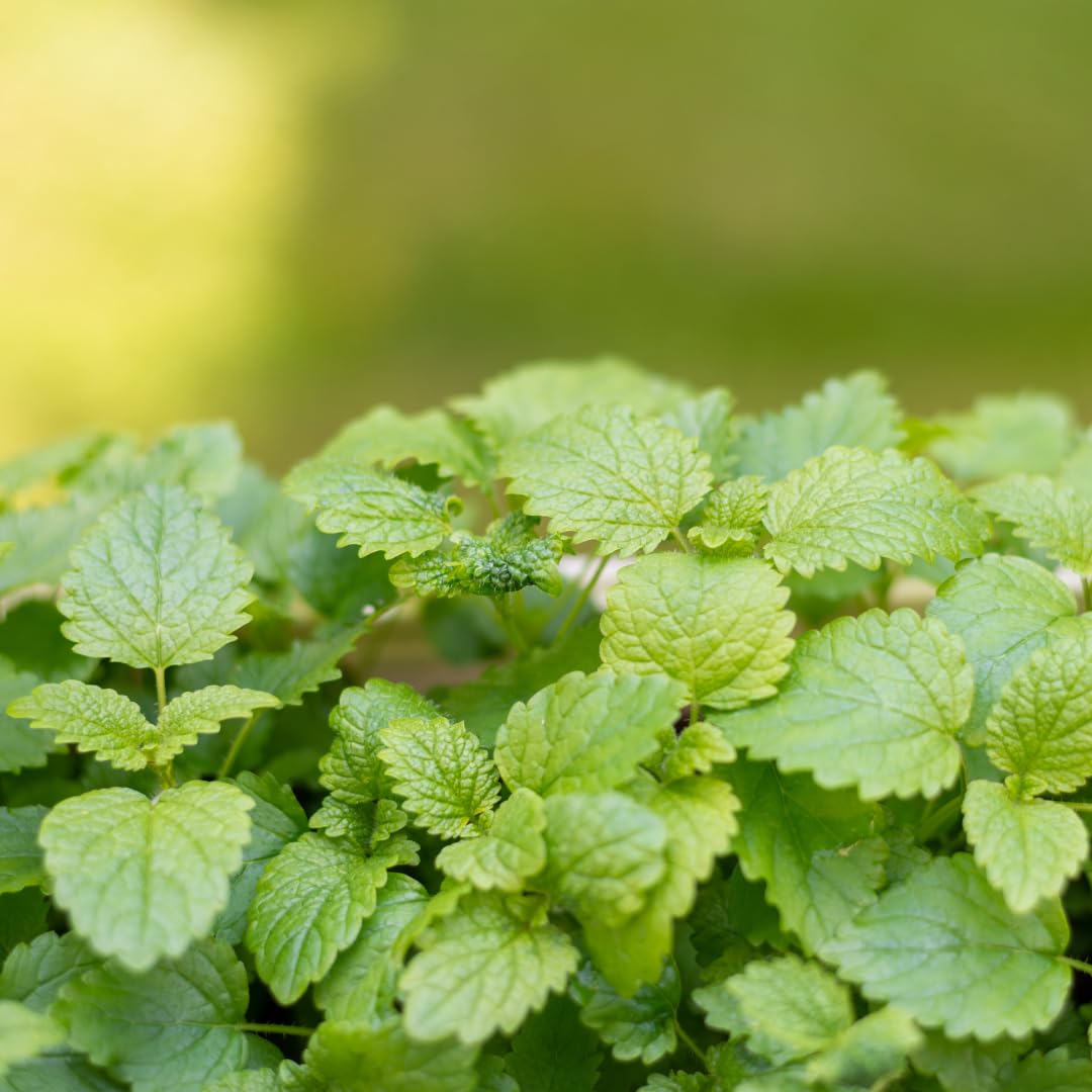 Lemon Balm Plant, Fragrant Herb, 5-8 Inches Tall, Ready for Planting