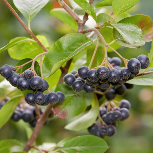 Set of 12 Live Chokeberry Tree Plant Rooted Cuttings, Sweet Edible Berry Fruit, Ready to Grow, Suitable for Outdoor Planting
