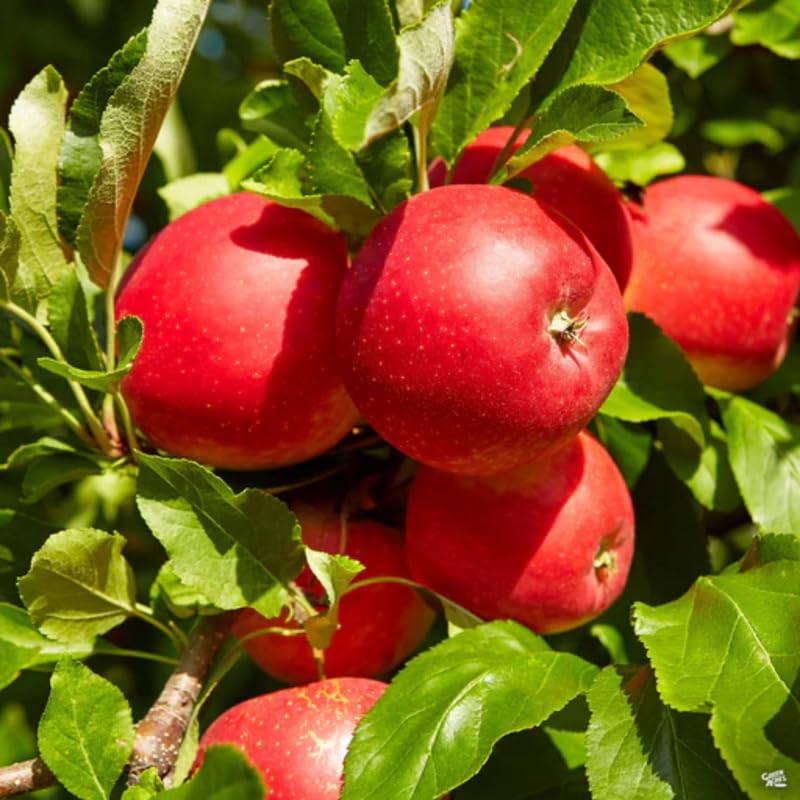 2-3 Ft Apple Tree Live Plant Bare Root, Live Apple Plant, Cold Hardy Fruit Plants for Home Garden Planting Spring (Gala)