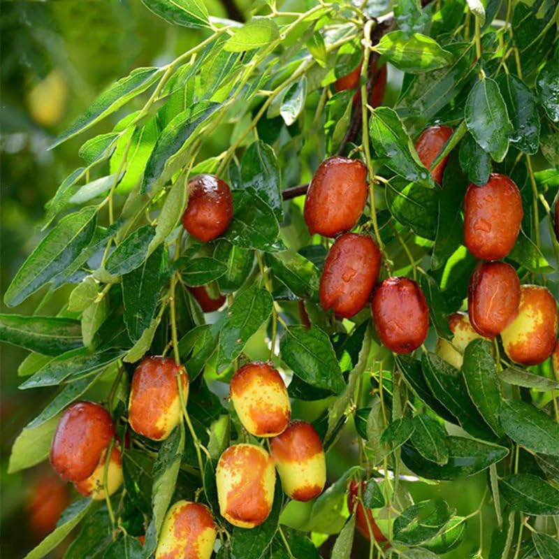 8 Months Old Li Jujube Tree Live Plant in Pot, 10 to 14 Inches in Tall, Rare Fruit Tree, High Yield, Dormant in Winter