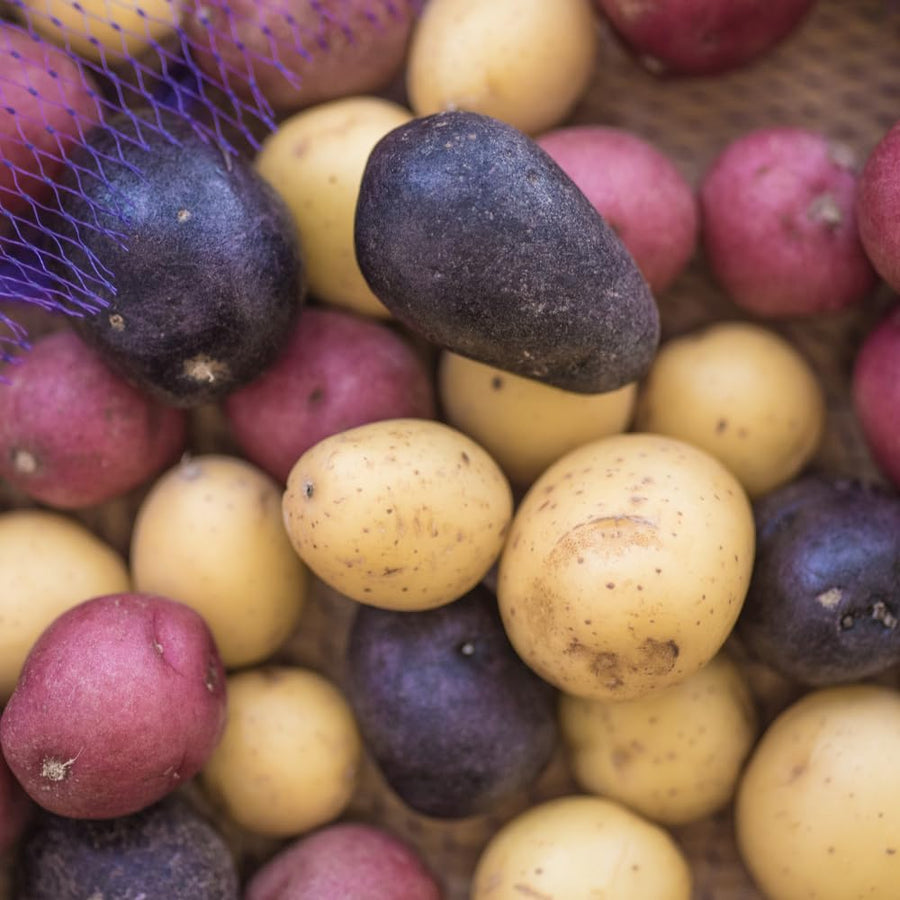 2 LB Mixed Potato Tubers, Assorted Potato for Outdoor Garden and Container Growing, Mix Potatoes Bulbs Tubers Vegetable for Backyard Garden, Easy to Plant