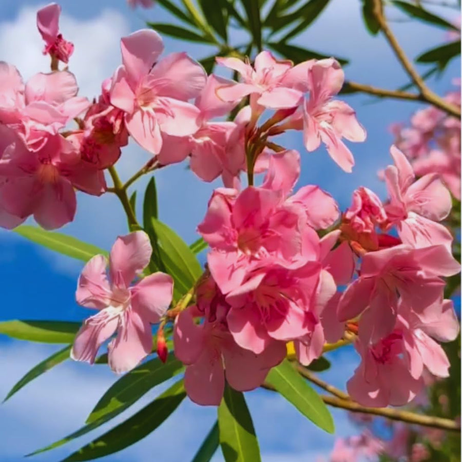 Oleander Plants Live, 2 Small Plants, Live Oleander Flower Plants, Tropical Plant Live Shrub Garden (Pink)