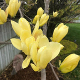Yellow Magnolia Plant Live, 6-12 Inch Tall, Magnolia Tree in 2.5” Pot, Flowering Ornamental Tree