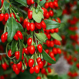 4 Red Goji Berry Plants Live for Planting Outdoors, Goji Berry Tree Live Plant 6-9 Inches Tall, Goji Berry Fruit Tree Plant Live