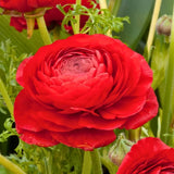 25 Red Large Ranunculus Bulbs for Planting, Ranunculus Corms, Buttercup Flower Bulbs Spring Fall Growing