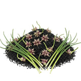 100 Egyptian Walking Onion Seeds for Planting - Heirloom Perennial Onion Seeds, Hardy Vegetable Seeds for Outdoor Garden