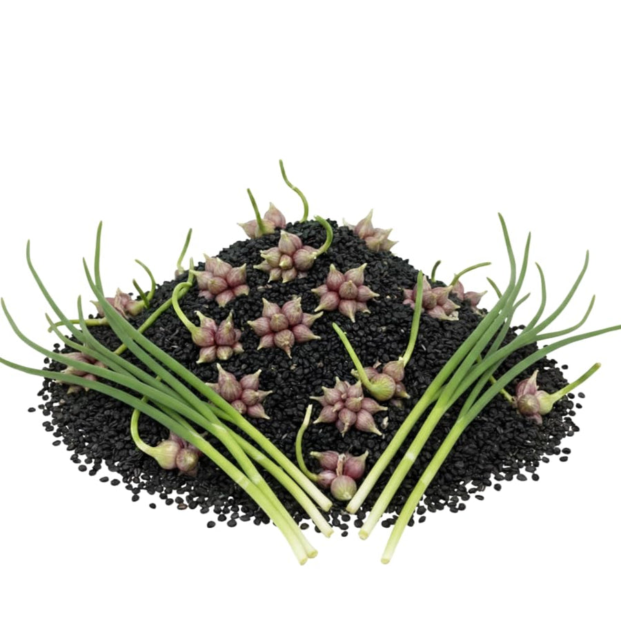 100 Egyptian Walking Onion Seeds for Planting - Heirloom Perennial Onion Seeds, Hardy Vegetable Seeds for Outdoor Garden