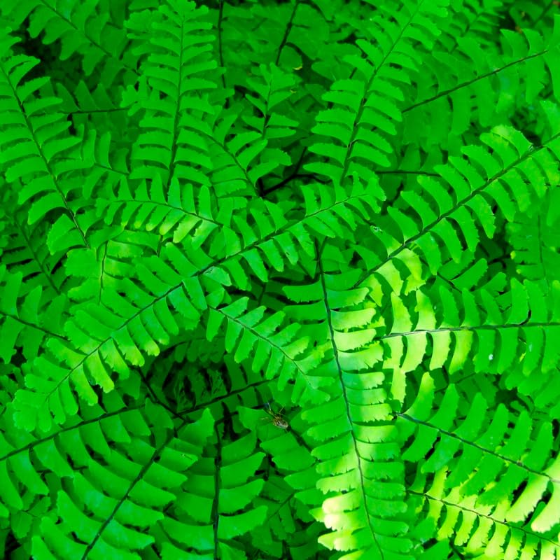 10 Maidenhair Fern Rhizomes, Hardy Perennial Fern Plants for Garden, Fast-Growing Ferns Starter Roots