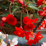 3 Red Begonia Live Plants, Begonia Flowering Plants, Flowers Outdoor Garden 4 Inches