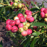 2 Highbush Blueberry Plants Live for Planting, Blueberry Bushes Live Plant 1 Year Old, Blueberry Fruit Tree Live (Pink Lemonade Blueberry)