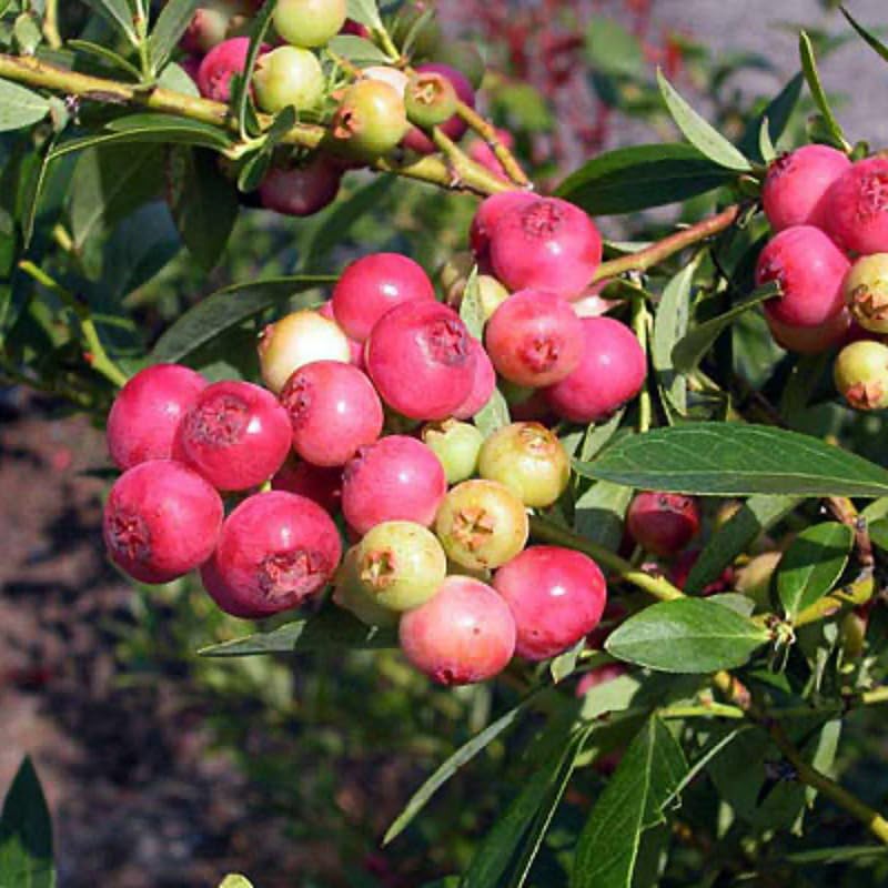 2 Highbush Blueberry Plants Live for Planting, Blueberry Bushes Live Plant 1 Year Old, Blueberry Fruit Tree Live (Pink Lemonade Blueberry)