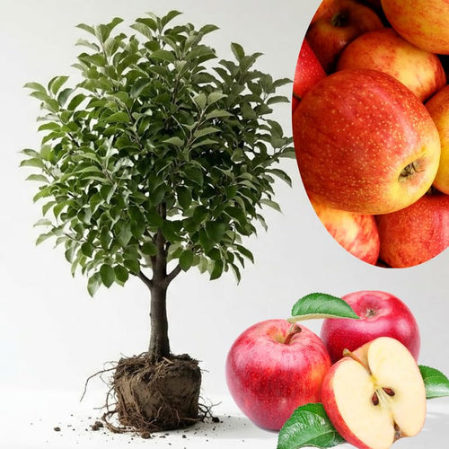 2-3 Ft Apple Tree Live Plant Bare Root, Live Apple Plant, Cold Hardy Fruit Plants for Home Garden Planting Spring (River)