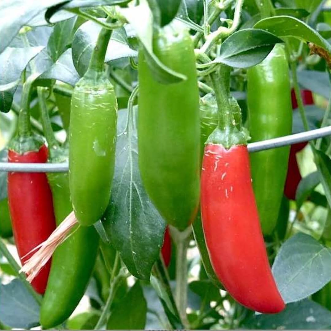 Set 2 Serrano Pepper Hot Plants Live, 90 Days Old Pepper, Bold Heat and Crisp, Fresh Flavor, No Pot