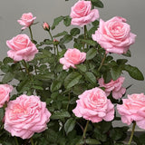 Mini Rose Bush, Miniature Rose Flowers in 3'' Pot, Compact Flowering Rose for Indoor Outdoor Gardens and Containers (Light Pink Roses)