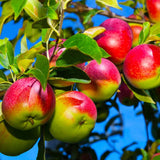 2-3 Ft Apple Tree Live Plant Bare Root, Live Apple Plant, Cold Hardy Fruit Plants for Home Garden Planting Spring (Red Green)