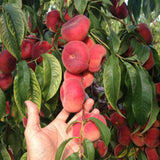 Donut Peach Tree Live Plant, 1.5-3 Ft in Tall, Peach Trees Fruit for Planting, Winter Hardy, No CA