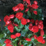 Red Begonia Live Plant, 3–6 Inch Tall, 4” Pot, Ornamental Foliage Begonia Plant, Colorful Indoor Houseplant for Home and Office Decor