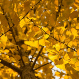 Ginkgo Tree Live Plant for Planting, 4 to 7 Inches Tall, Yellow Ginkgo Plant, Suitable for Garden or Landscape