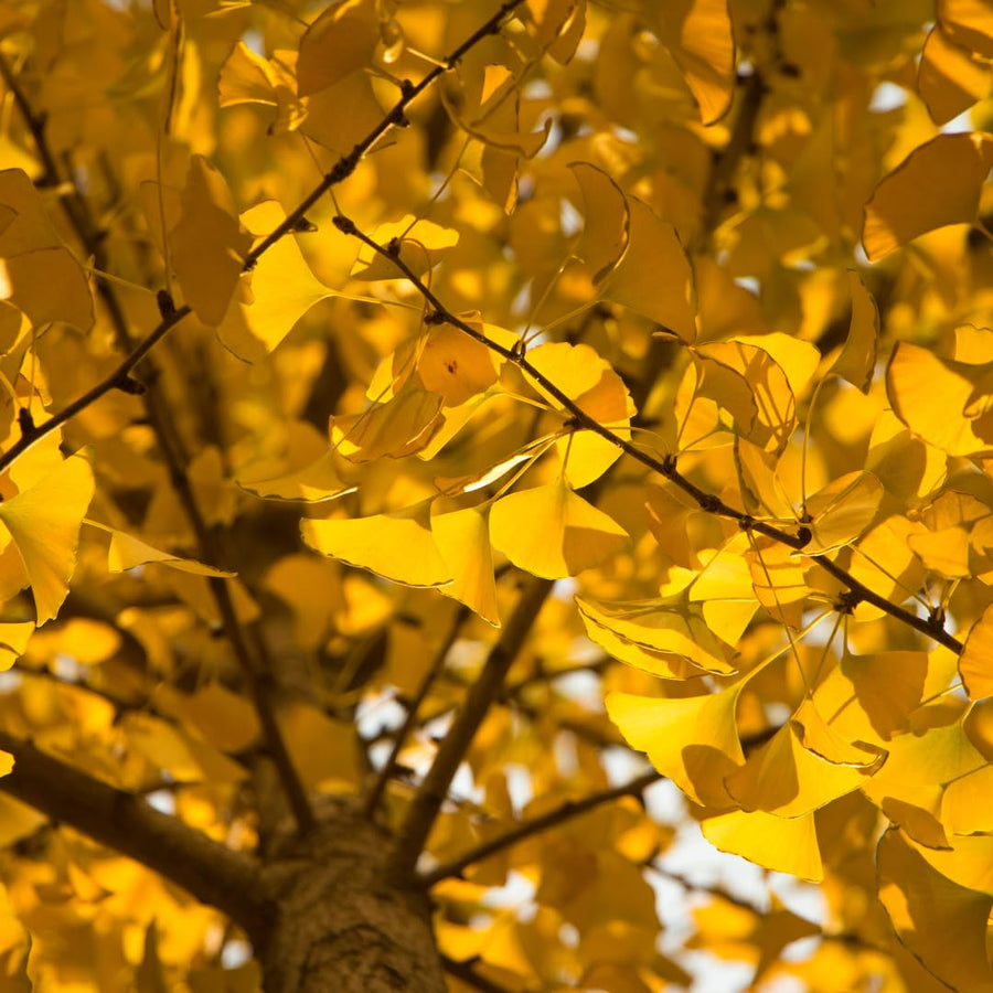 Ginkgo Tree Live Plant for Planting, 4 to 7 Inches Tall, Yellow Ginkgo Plant, Suitable for Garden or Landscape
