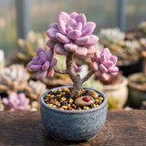 Pink Succulent Plant Live in 2'' Pot, Rare Succulent for Indoor Outdoor Planting, Easy Care Houseplant, 3-4'' Tall