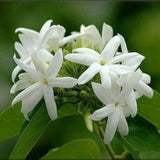 2 Jasmine Plants Live, Jasmine Flower Plant Indoor Live from 4 Inc Tall, White Flower, Zone 6 to 11