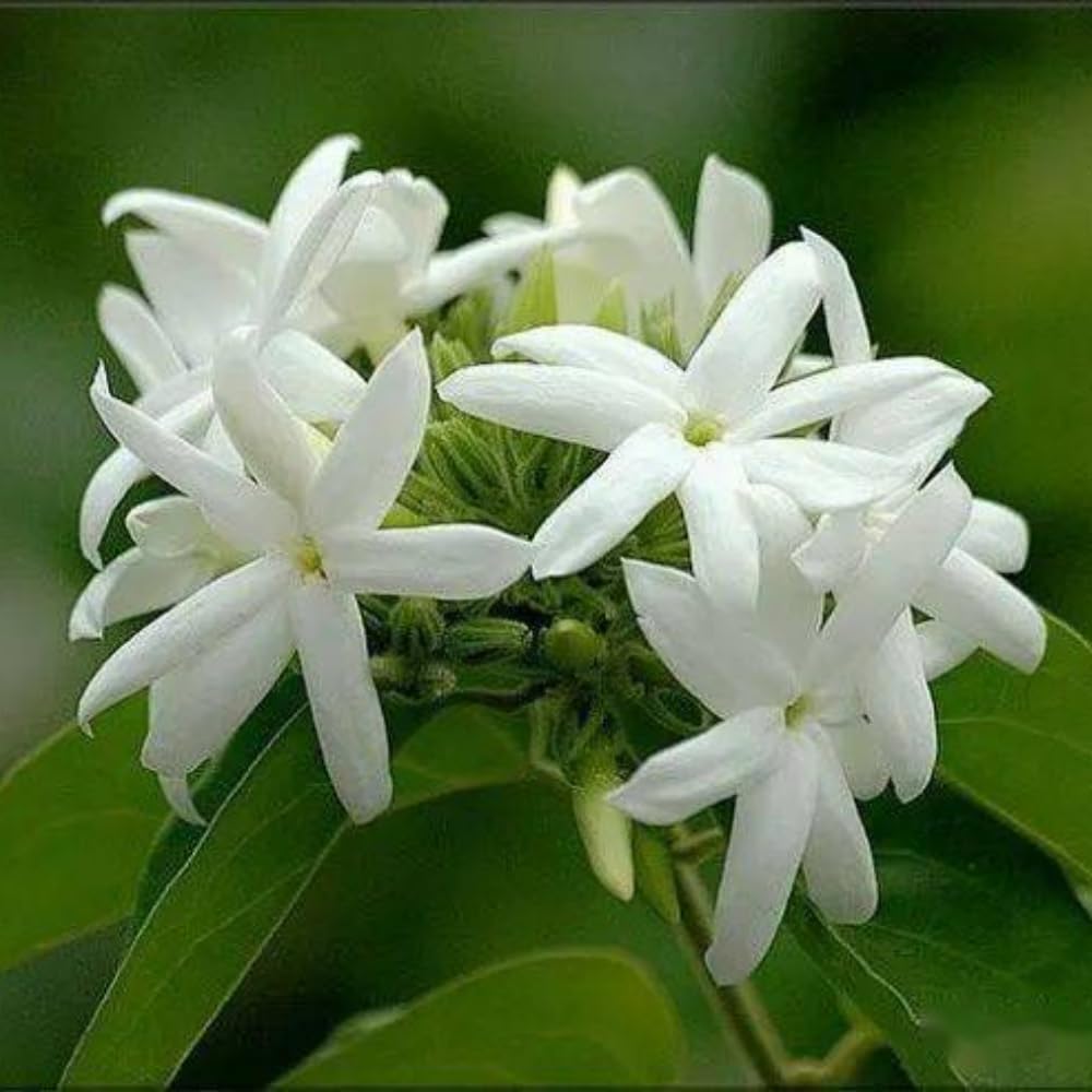 2 Jasmine Plants Live, Jasmine Flower Plant Indoor Live from 4 Inc Tall, White Flower, Zone 6 to 11