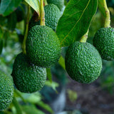 Cold Hardy HASS Avocado Plant Live Tree, 16-20 Inc in Tall in Gallon Pot, Zones 9-11, No CA