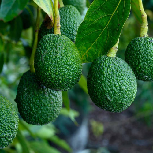 Cold Hardy HASS Avocado Plant Live Tree, 16-20 Inc in Tall in Gallon Pot, Zones 9-11, No CA