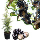 Jaboticaba Tree Plant Live, Black Jaboticaba Fruit Tree, 3 Feet Tall, Well-Rooted for Outdoor Growing