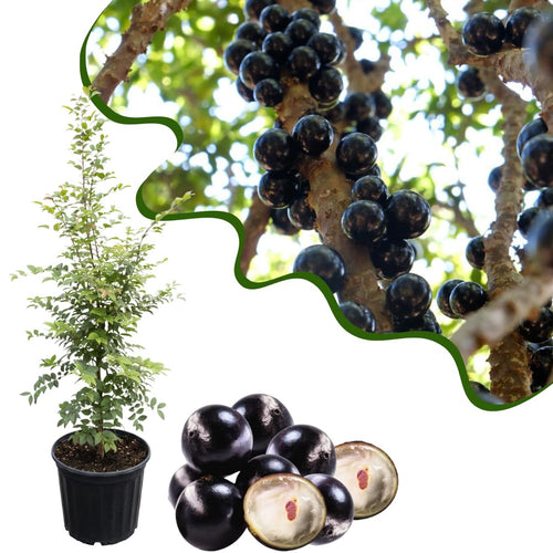 Jaboticaba Tree Plant Live, Black Jaboticaba Fruit Tree, 3 Feet Tall, Well-Rooted for Outdoor Growing