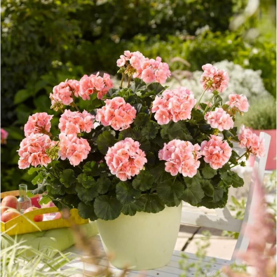4 Salmon Geranium Plants Live, 5 to 6 Inches Tall, Geranium Flower Plants Indoor Outdoor, Geranium Plant