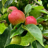 Large Fruit Apple Tree 2–3 Ft Tall, Fruit Apple Tree Plant for Outdoor Garden, Sweet Crisp Apples for Backyard Orchard or Home Garden Growing