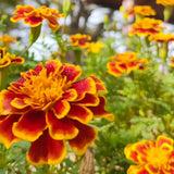 2 Live Marigold Plants for Outside, Orange Yellow Marigold Live Plants Pot 4'' Perennial Blooming