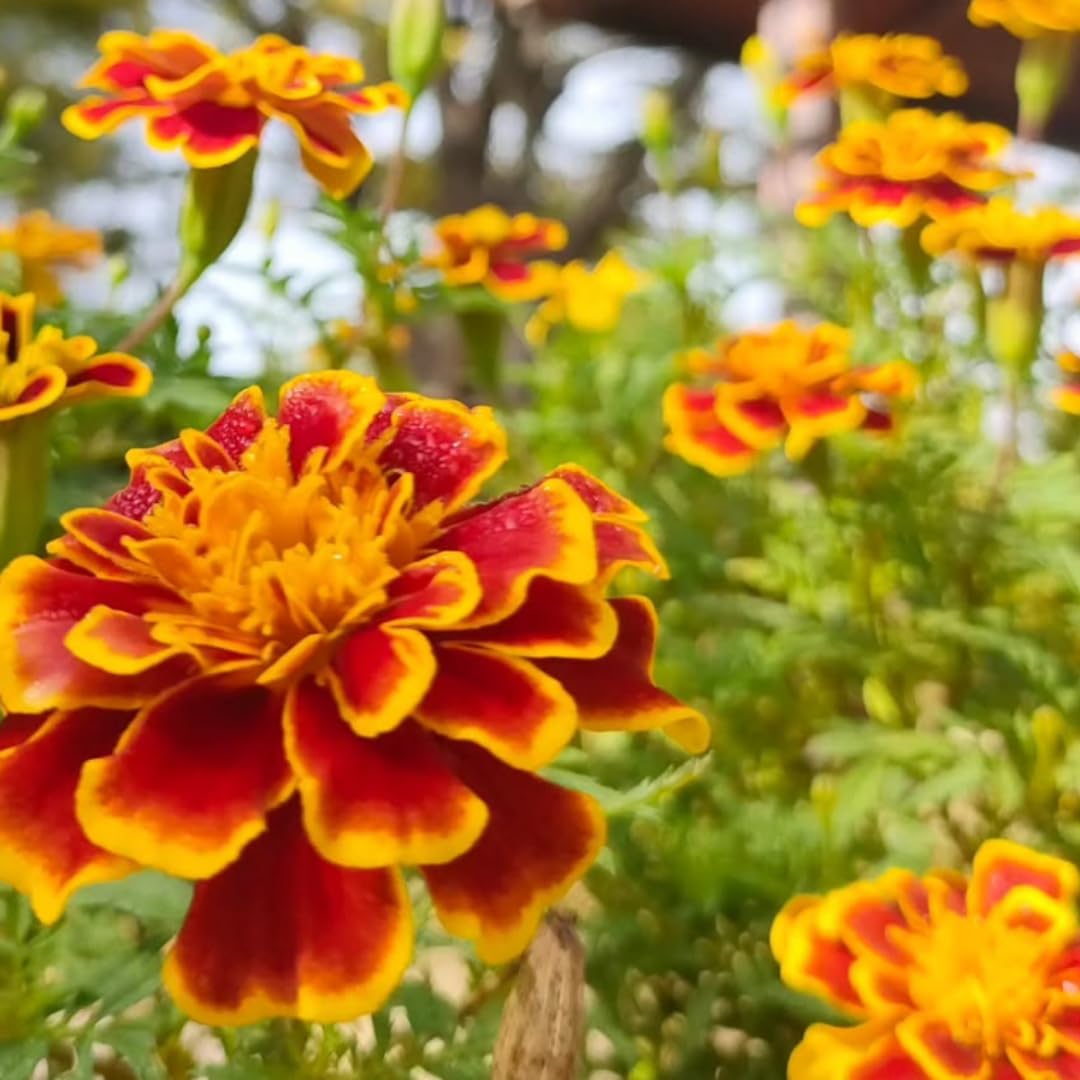 2 Live Marigold Plants for Outside, Orange Yellow Marigold Live Plants Pot 4'' Perennial Blooming