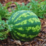 2 Red Watermelon Plants Live from 5 Inc Tall, Sweet Fruit Plant Gardening, Watermelon Live Plant Potted