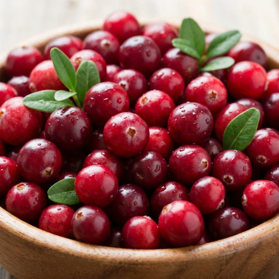 Cranberry Plant, Cranberry Seedling for Planting, 2-5 Inc Tall, Sweet Berries for Outdoor Garden, Container Growing