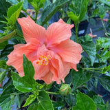 Set 4 Hardy Hibiscus Plants Live, Double Orange Hibiscus Flowers Bush Shrub Well-Rooted Plugs, 3-5" Tall, Ornamental Hibiscus Seedlings
