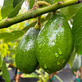 Avocado Tree Live Plant, Cold Hardy Avocado Plant Live 2-3 Feet Tall, Tropical Smooth Fruit Tree