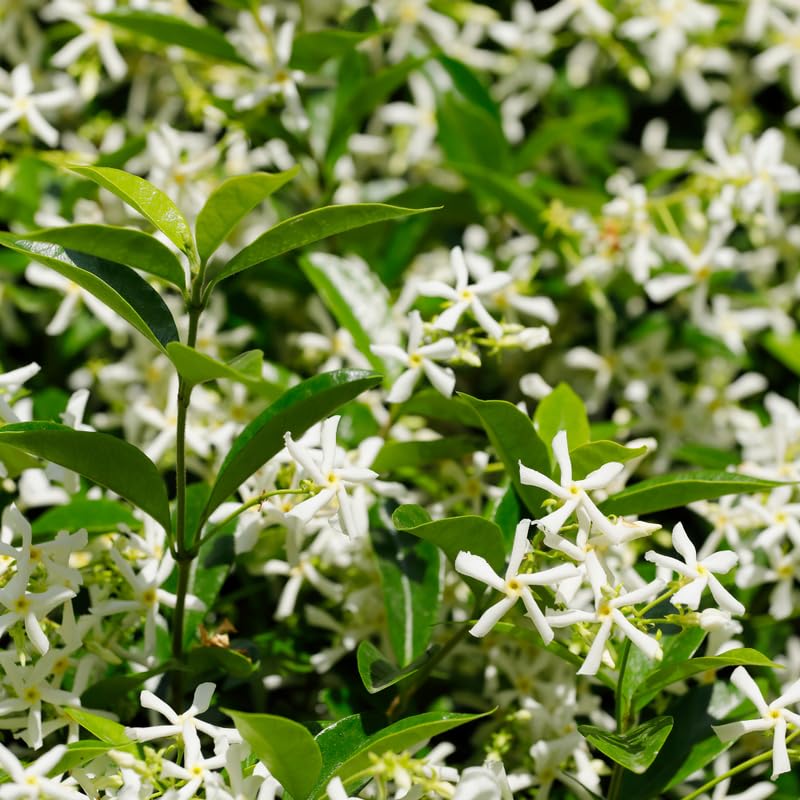 2 Jasmine Flower Plants Indoor Live, 4 to 6 Inc Long, Green Star Jasmine Live Plants, Fragrant Flower Plant Live Garden Zone 6 to 11