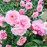 Rose Bush Live Plant - Climbing Rose Plant Live - Bareroot with Soil 7-10 Inch Tall - Fragrant Rose Flowers Heirloom Rose Shrub (Pink Rose)