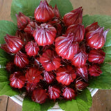 2 Sabdariffa Roselle Hibiscus Plants, Live Red Roselle Live Plants, Hibiscus Flower Plants for Outdoor Planting, 2 Plants per Pot, 4 Inc Pot