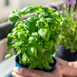 Sweet Basil Herb Plant Live, 6 Inch Tall, in 3" Pot, Fresh Culinary Herb for Indoor or Outdoor Growing