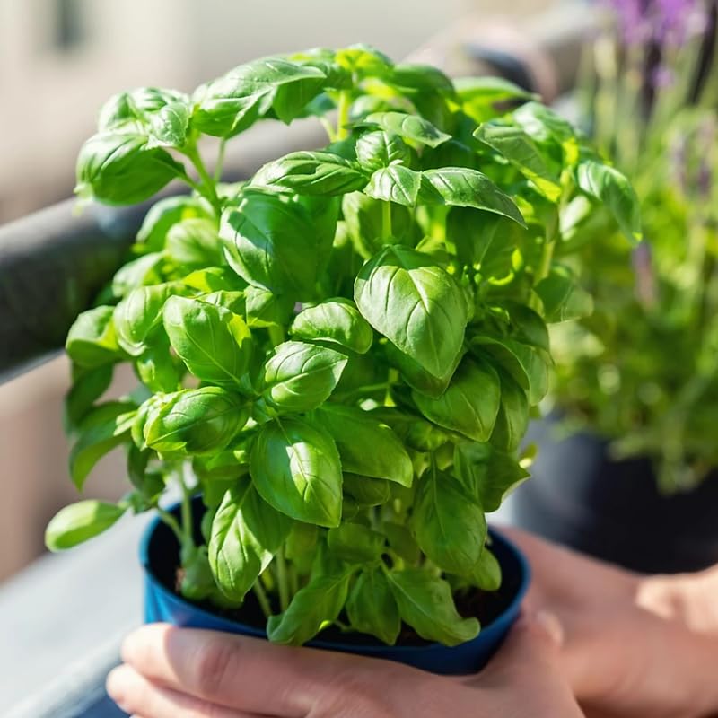 Sweet Basil Herb Plant Live, 6 Inch Tall, in 3" Pot, Fresh Culinary Herb for Indoor or Outdoor Growing