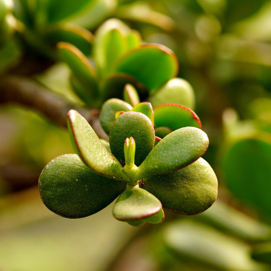 Jade Plant, Crassula Ovata Jade Succulent Plants Live, Succulent Indoor Houseplant, 3-5 Inches Tall in 2 Inch Pot for Growing