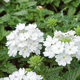 4 Verbena Plants Live, 5-9" Tall Hardy Perennial Flower Plants, Well-Rooted for Outdoor Planting