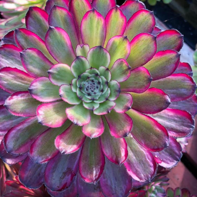 Rare Aeonium Plant Live Succulent in 4" Pot, Rosette Succulent Live Plant for Indoor Outdoor Growing